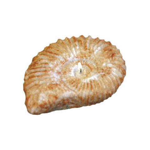 Conch Shell Candle (Large)