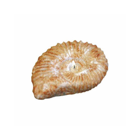 Conch Shell Candle (Medium)